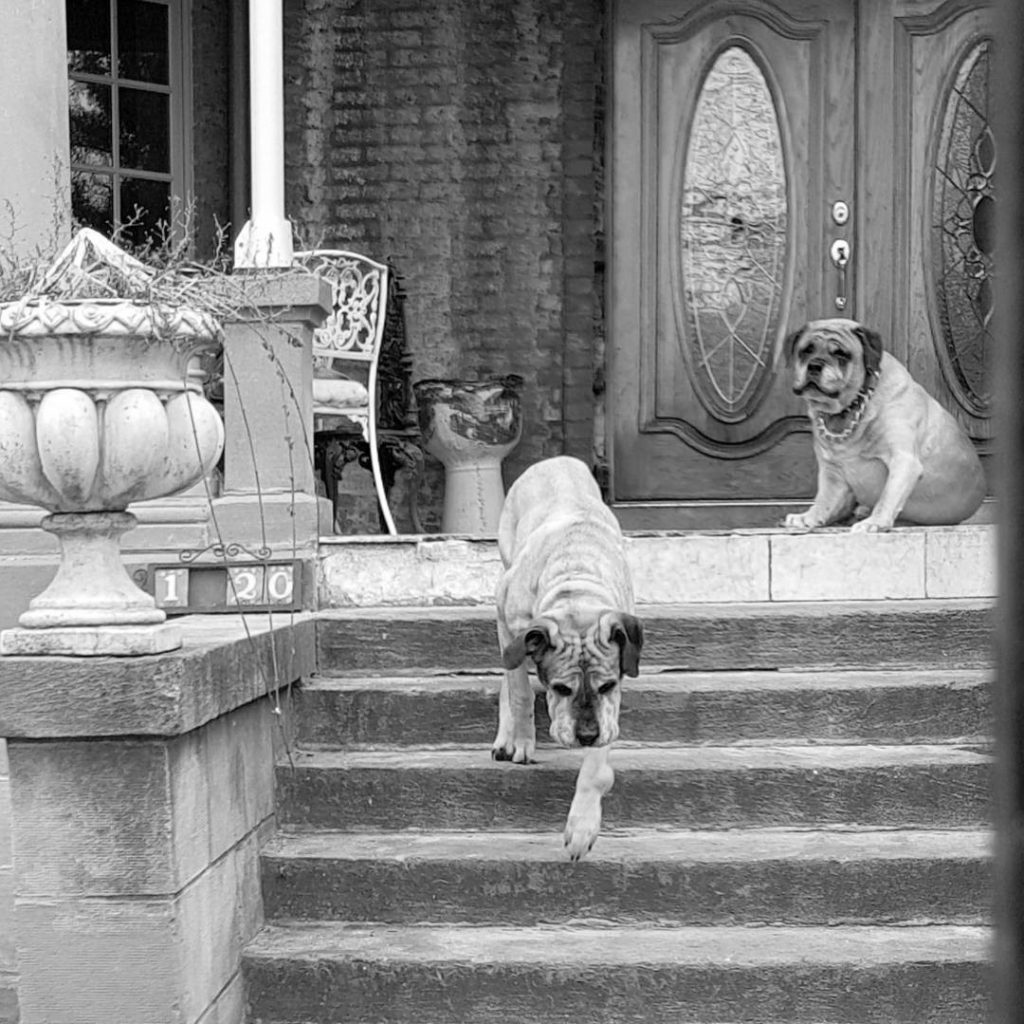 Humboldt Boulevard dogs