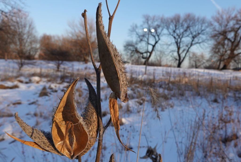 milkweeds in winter