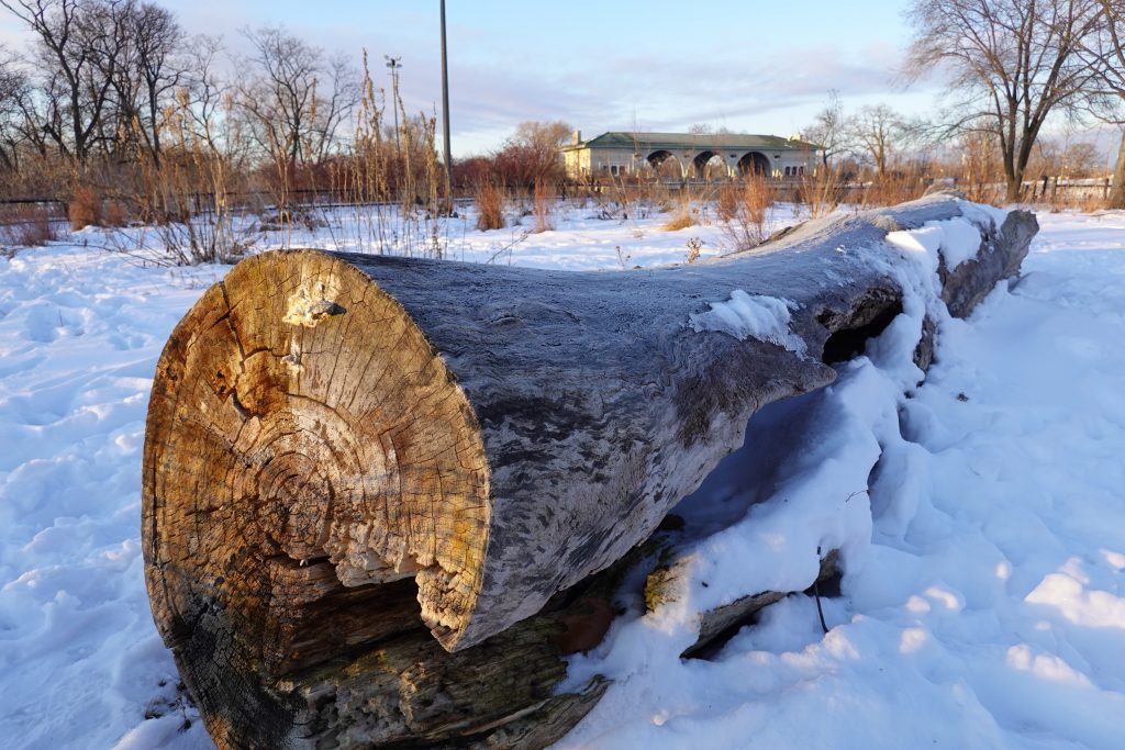 snow-covered log in southeast Humboldt Park