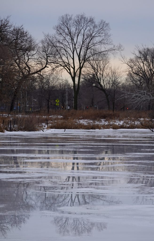 ice melting in lagoon with reflection of tree
