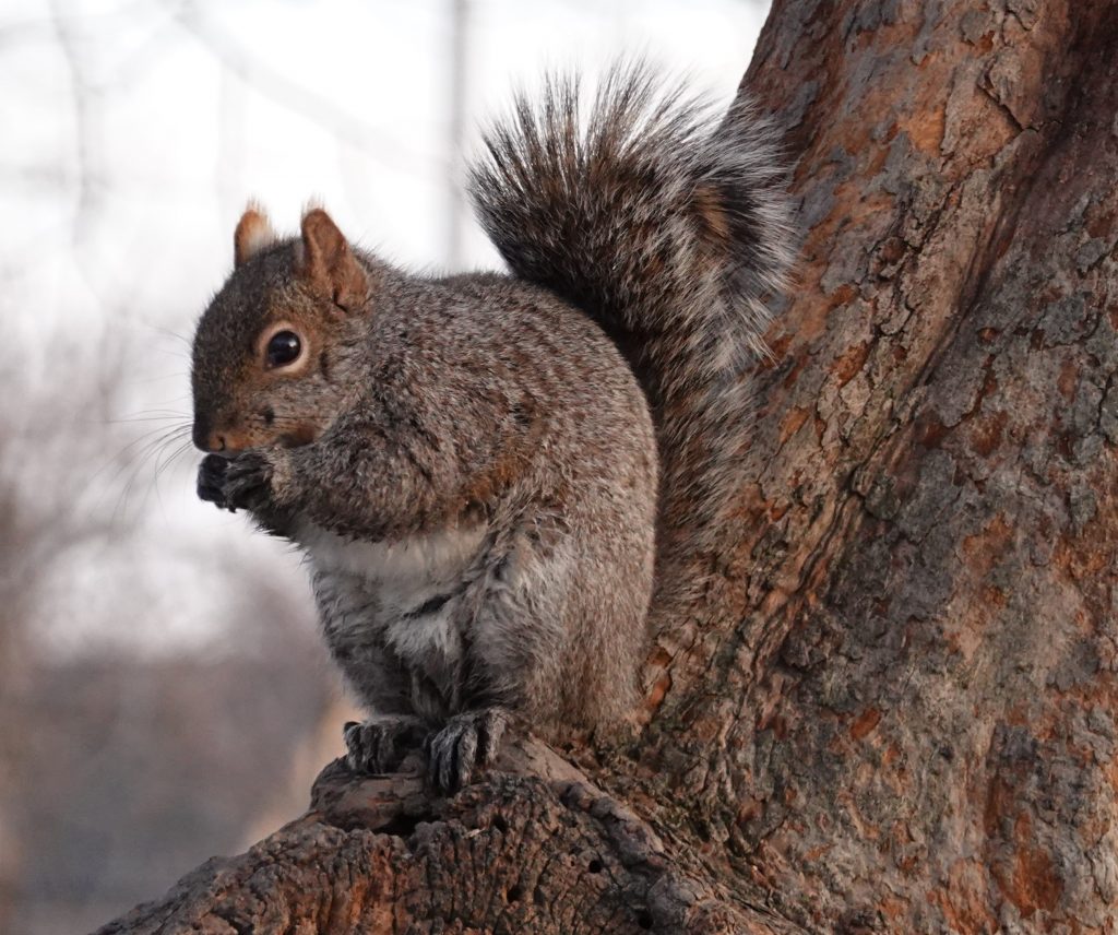 squirrel eating nut