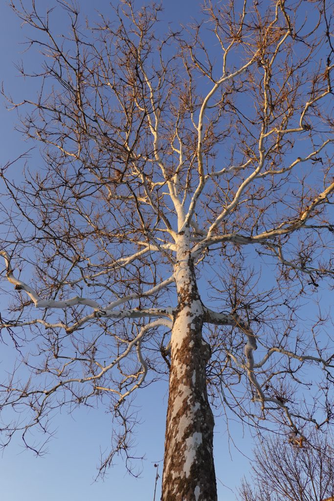 American Sycamore in Humboldt Park