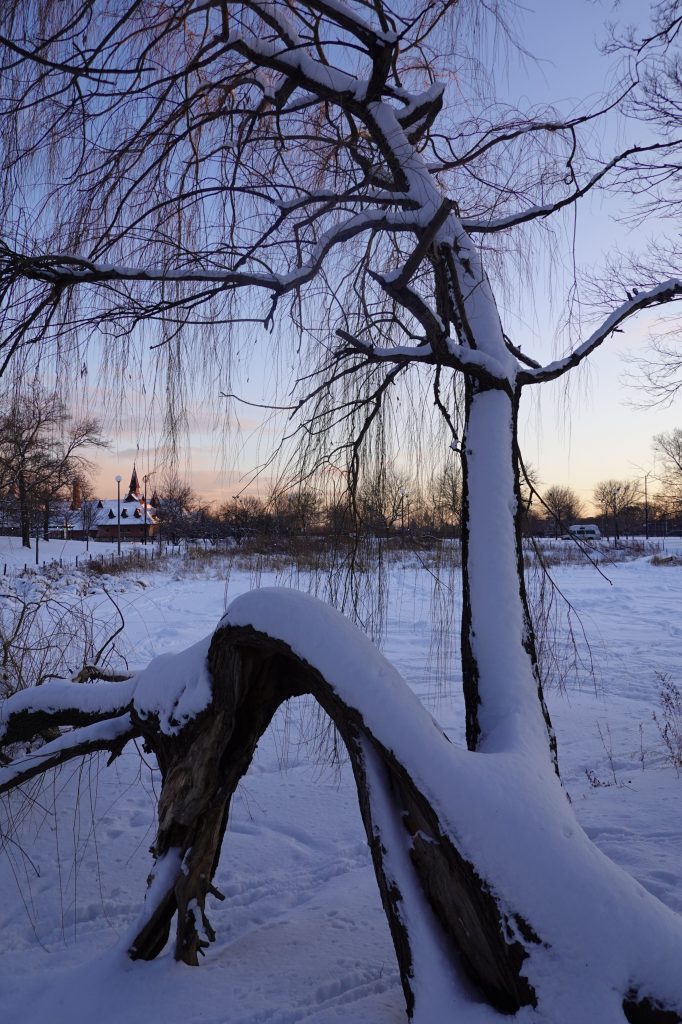 bendy tree in Humboldt Park