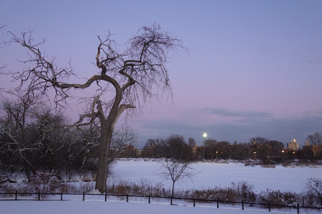 blue hour on old twisted ash tree by lagoon