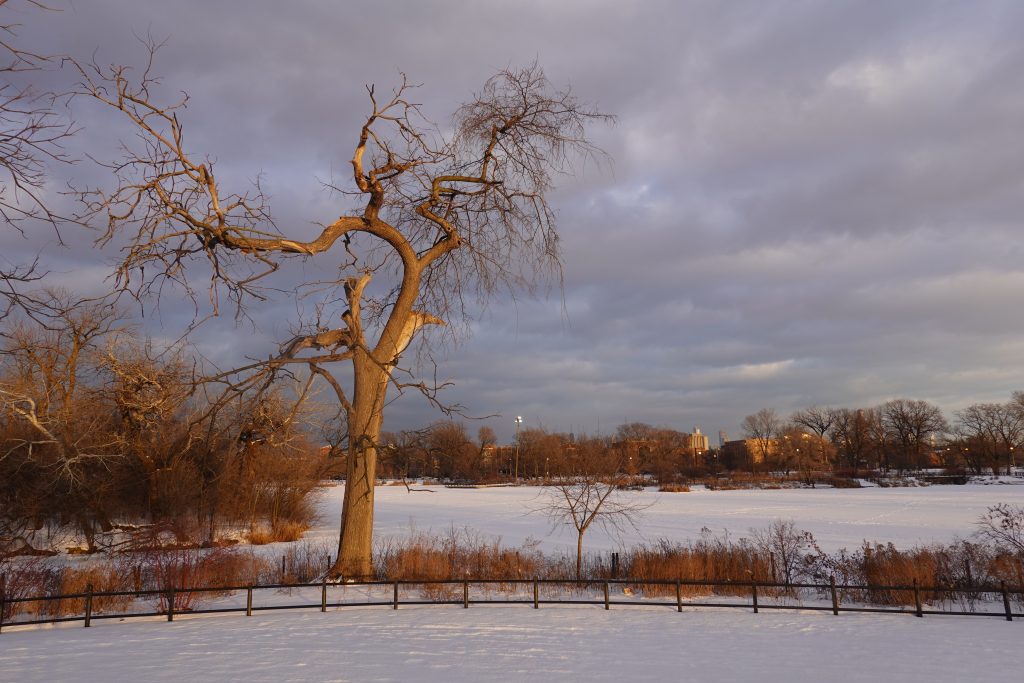 sunset on old twisted ash tree by lagoon